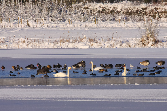 Wildfowl in winter, Bourton Lakes