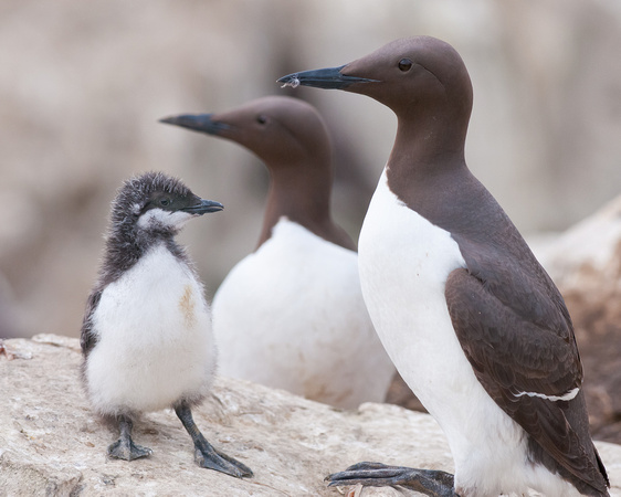 Guillemots with chick