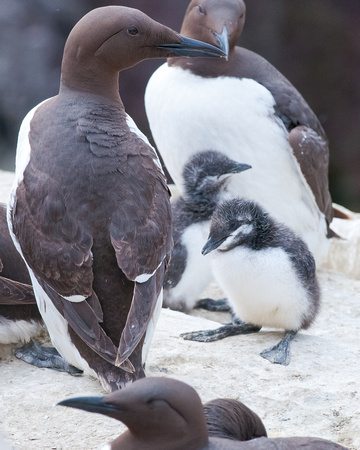 Guillemots with young chicks
