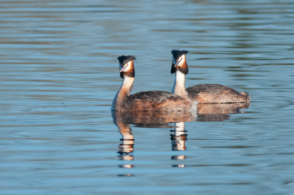 Synchronised swimming - Great Crested Grebes