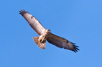 Juvenile Common Buzzard