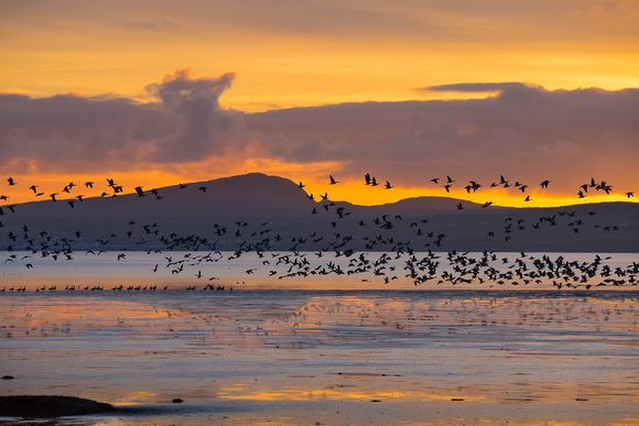 Barnacle Geese at sunset