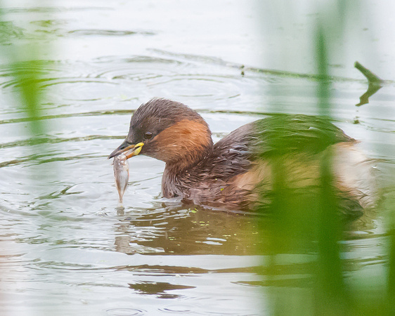 Little Grebe with fish