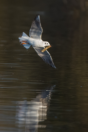Black-headed Gull with fish - 2