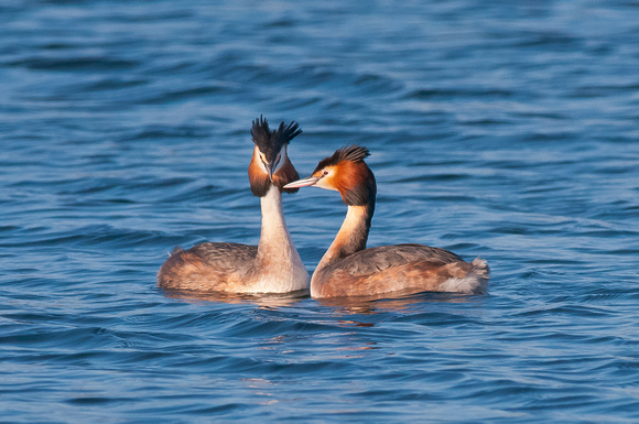 Great Crested Grebes, late afternoon