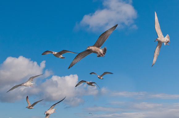 Seagulls following a small boat