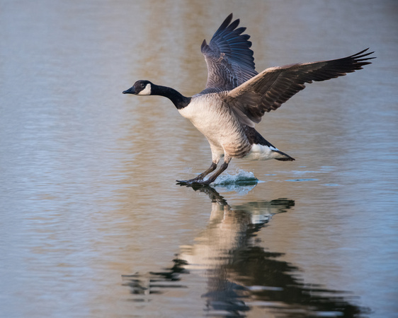 Touch down - Canada Goose landing