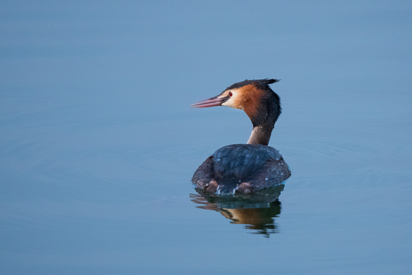 Great Crested Grebe, early evening