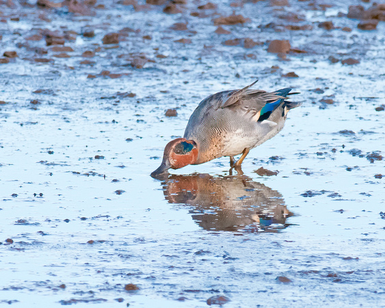 Teal, Titchwell