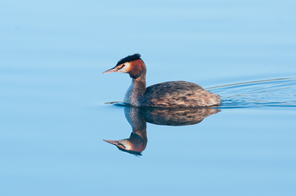 A perfect reflection - Great Crested Grebe