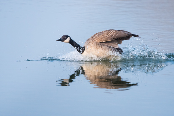 Splash down - Canada Goose