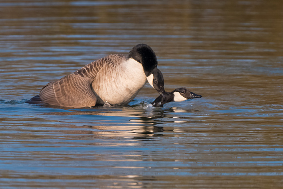 The mating game - Canada Geese