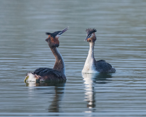 Courtship display - Great Crested Grebes