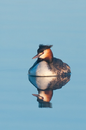 Great Crested Grebe, early morning